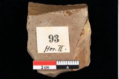 Foto (Detailansicht) von Enteromorpha stagnalis Heer (NHMW-GEO-2024-0188-0093)
